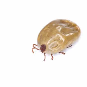 Flea exterminator needed