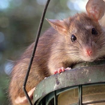 How to rid my house of rats