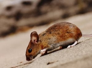 mice pest control in laramie, wyoming