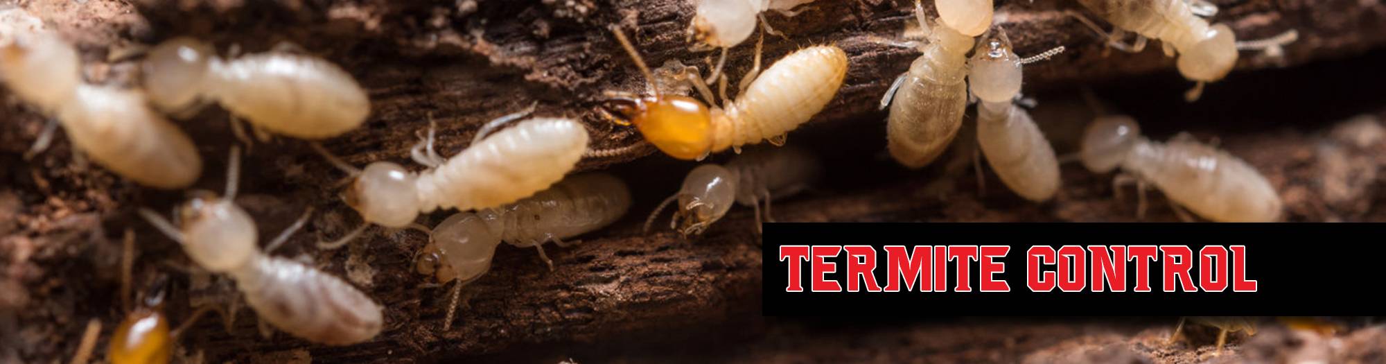 Termite control Best Pest Control Casper WY